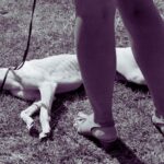 “Talking Dog.” A Poem by Danniel Schoonebeek