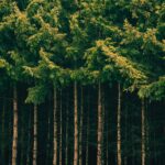 One great poem to read today: CD Wright’s “Floating Trees”