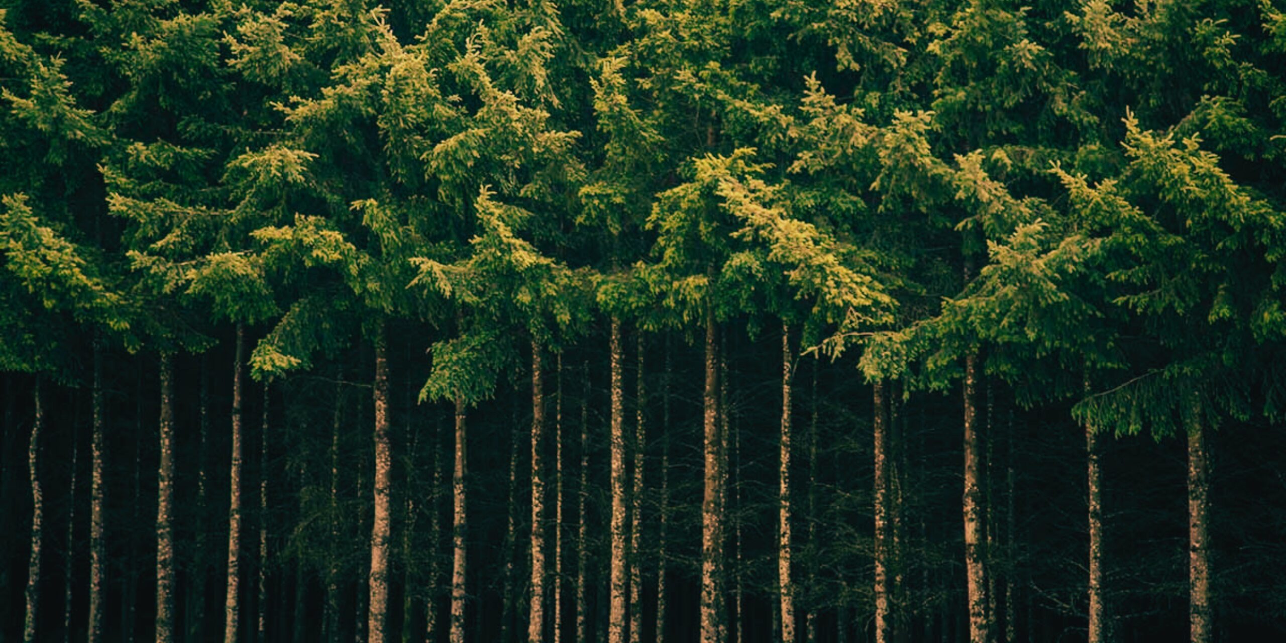 One great poem to read today: CD Wright’s “Floating Trees”