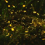 Read “Firefly Ars Poetica,” a Poem by Aimee Nezhukumatathil 