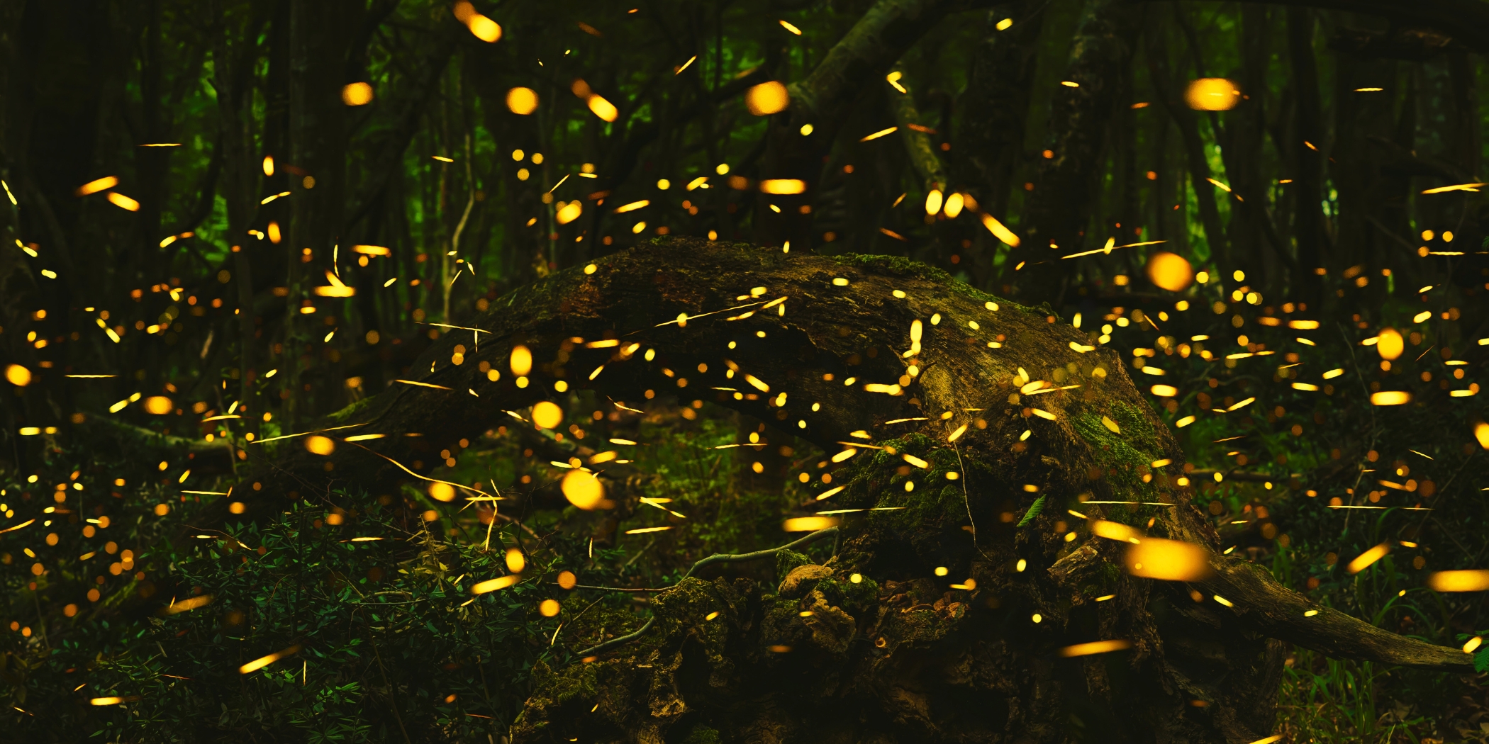 Read “Firefly Ars Poetica,” a Poem by Aimee Nezhukumatathil 