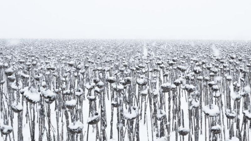 “This Simple Machine,” a Poem By Daniel Moysaenko