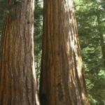 A Poem by Christopher Kondrich