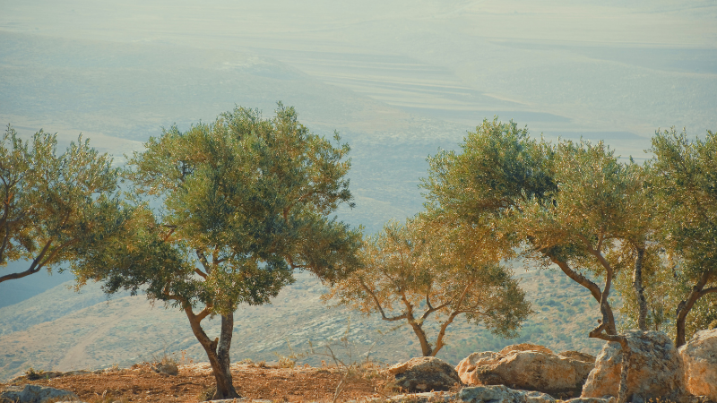 “Parallel Lives,” a Poem by Eman Abdelhadi