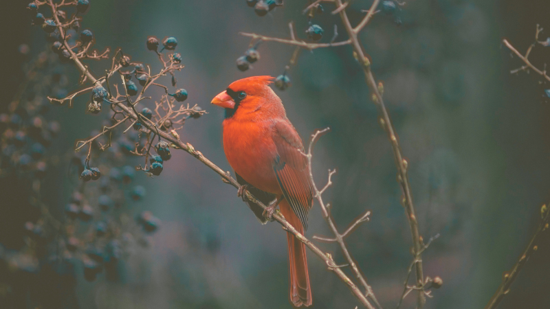 “The Figure a Poem Makes,” a Poem by Donna Masini