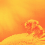 What Ancient Writers Understood About Bees