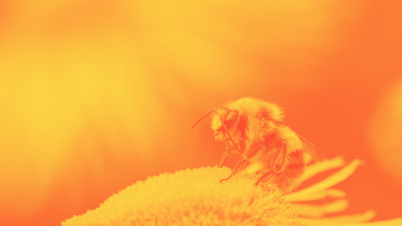 What Ancient Writers Understood About Bees