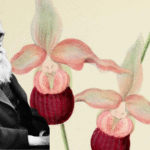 How Orchids Inspired the Groundbreaking Work of Charles Darwin