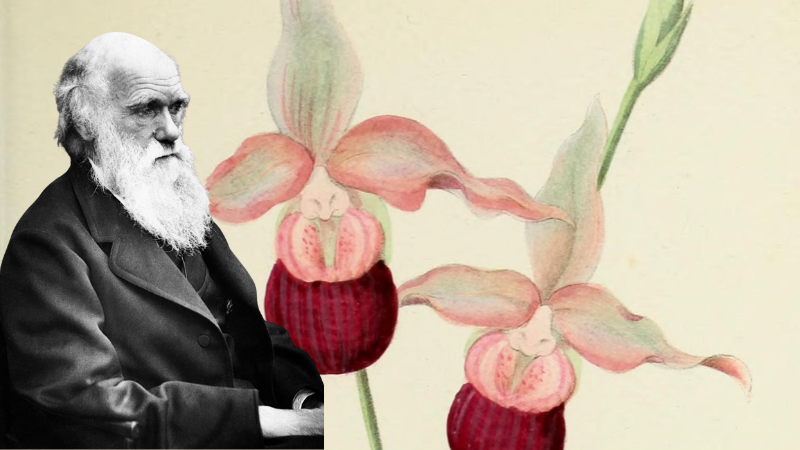 How Orchids Inspired the Groundbreaking Work of Charles Darwin