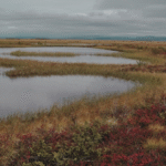 What Peatlands Can Teach Us About Time