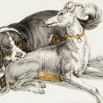 How I Learned to Love My Dog By Observing His Behavior