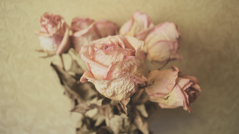 Nine Books of Poetry About Breakups (and Awakenings)