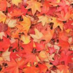 “Ode to a Leaf Blower,” a Poem by Jill Bialosky
