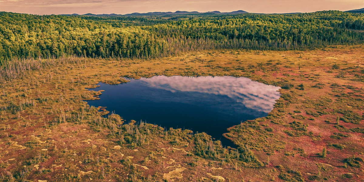 On the Unlikely Beauty (and Hidden Danger) of a Bogland