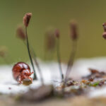 What Happens When Humans Show Up: On the Ecosystem Beneath Our Feet
